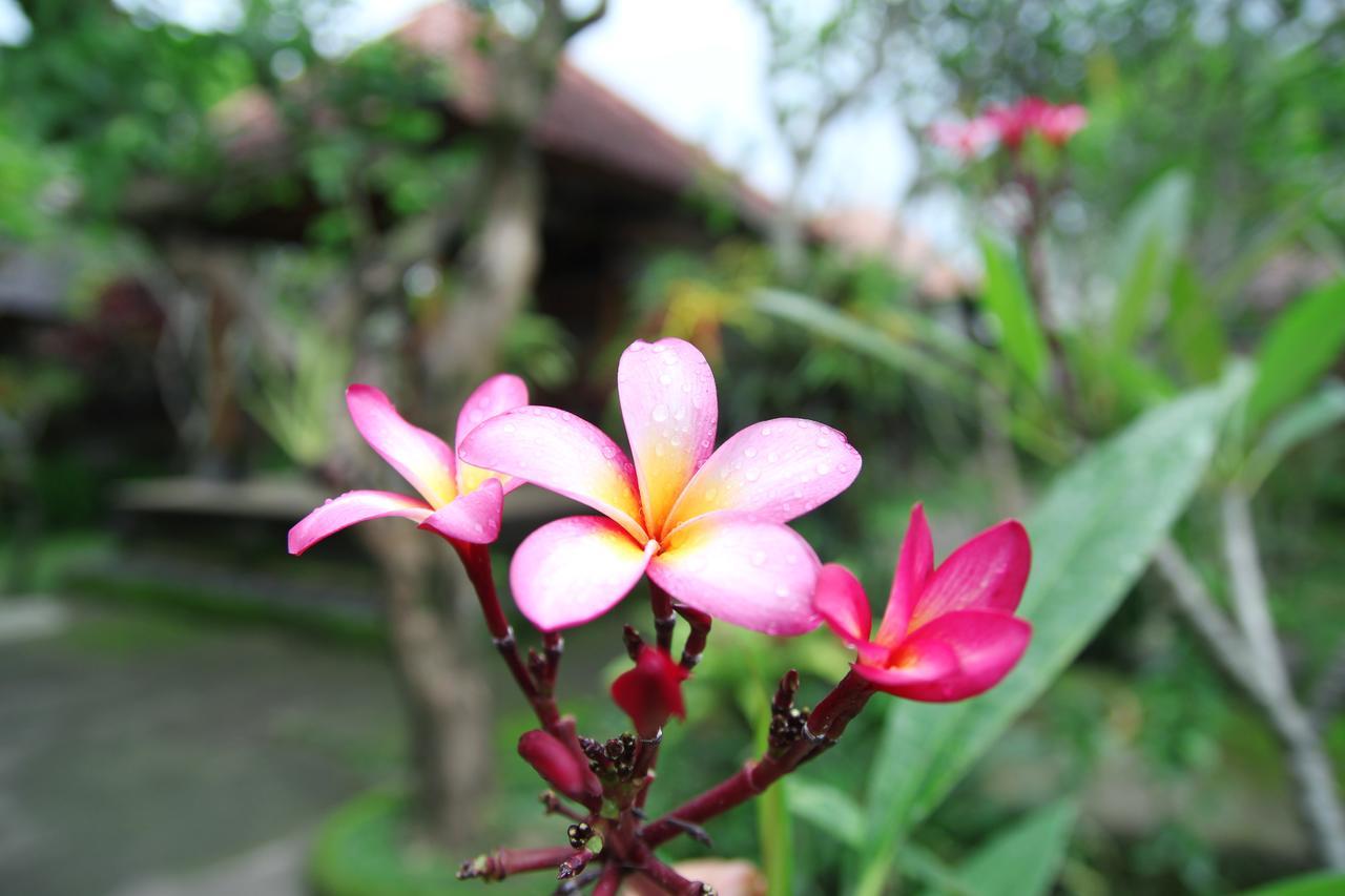 Sedana Jaya Hotel Ubud Exterior foto